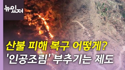 [뉴있저] 인공 조림에만 지원금 주는 '복원 제도'...대안은 무엇? / YTN