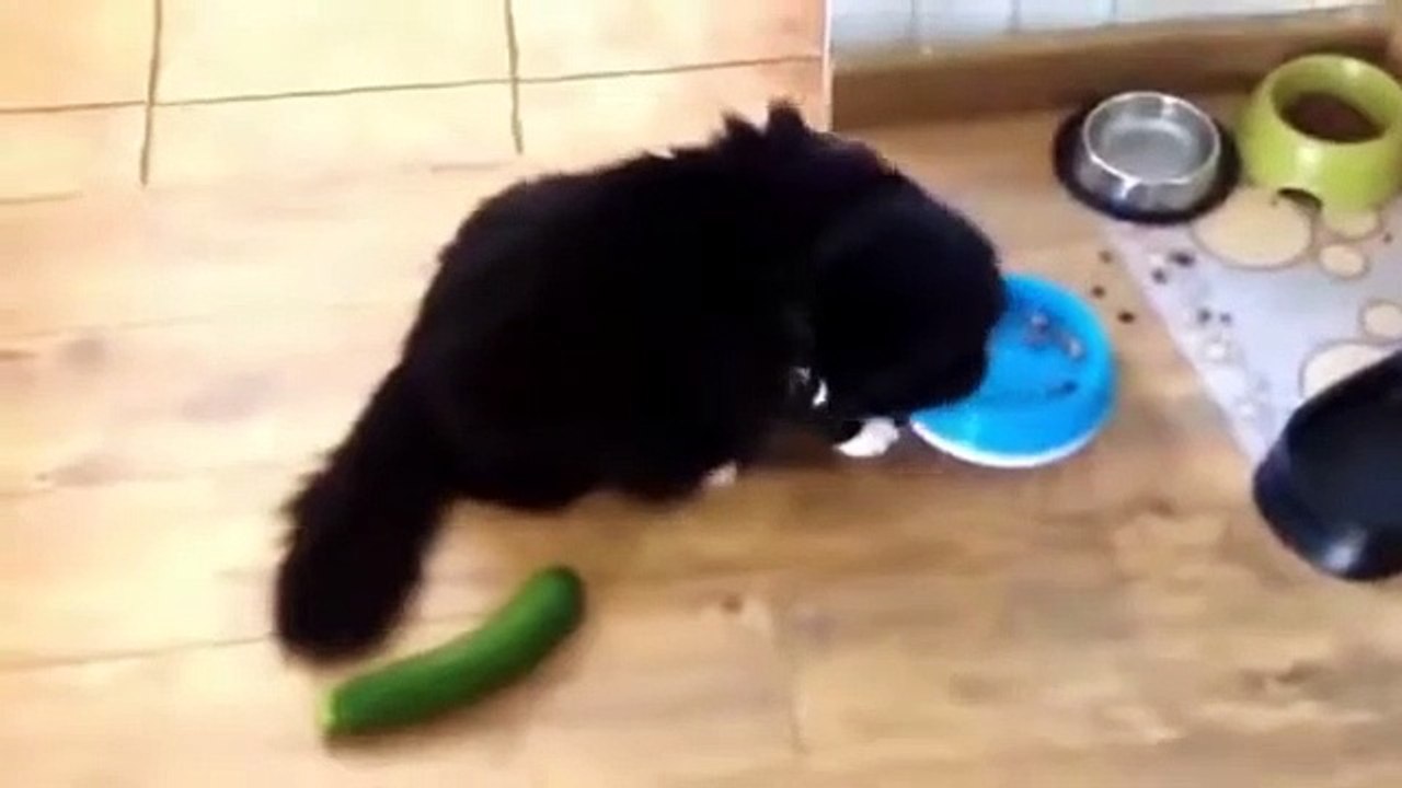 kucing lucu 1