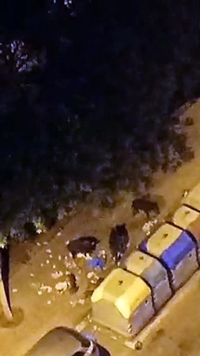 Una manada de jabalíes siembra el pánico en Montbau