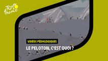 Vidéos pédagogiques - Le peloton - #TDF2022