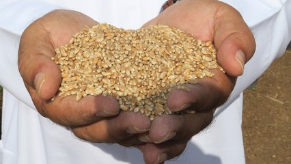 "قمح الإمارات".. مبادرة وطنية زراعية تنتج 80 طناً من القمح على مستوى الدولة!