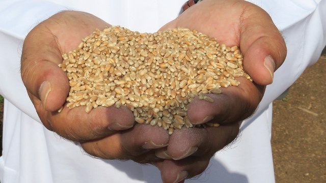 قمح الإمارات .. مبادرة وطنية زراعية تنتج 80 طناً من القمح على مستوى الدولة!
