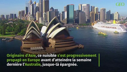 Les abeilles, plus menacées que jamais en Australie ?