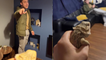 'Harmless bearded dragon scares Irish boy to the core *Try Not to Laugh* '