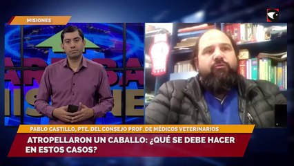 Atropellaron un caballo ¿qué se debe hacer en estos casos?
