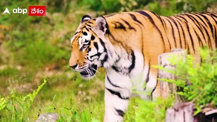 Explained | How To Trace A Bengal Tiger: పులిని పట్టుకోవడంలో పాదముద్రల గుర్తింపే కీలకం. ప్రాసెస్ ఇదే