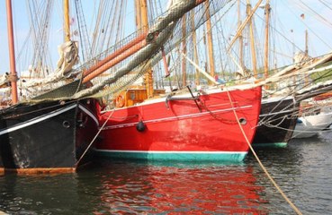 Ship captain jumps overboard to rescue meerkat!