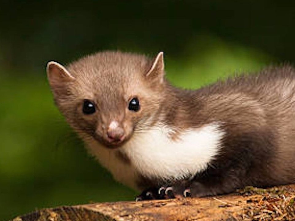 Achtung, Marder! So kannst du dein Auto schützen