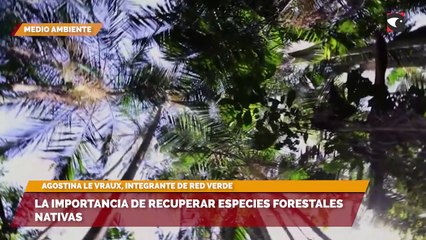 La importancia de recuperar especies forestales nativas