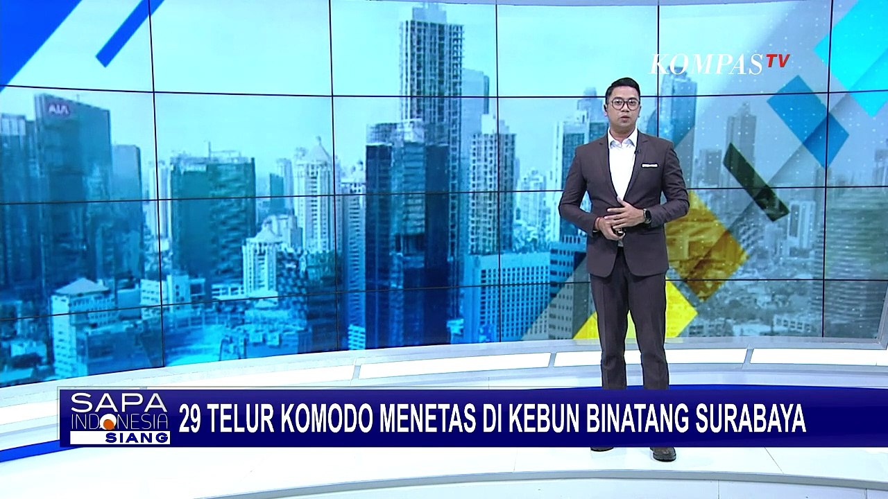 29 dari 40 Telur Komodo di Kebun Binatang Surabaya Menetas, Kini Total Ada 134 Ekor Komodo