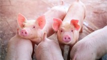 This 'superbug' in pigs could jump to humans, and is highly resistant to antibiotics