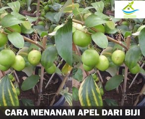 TIPS DAN CARA MENANAM APEL DARI BIJI CEPAT BERBUAH