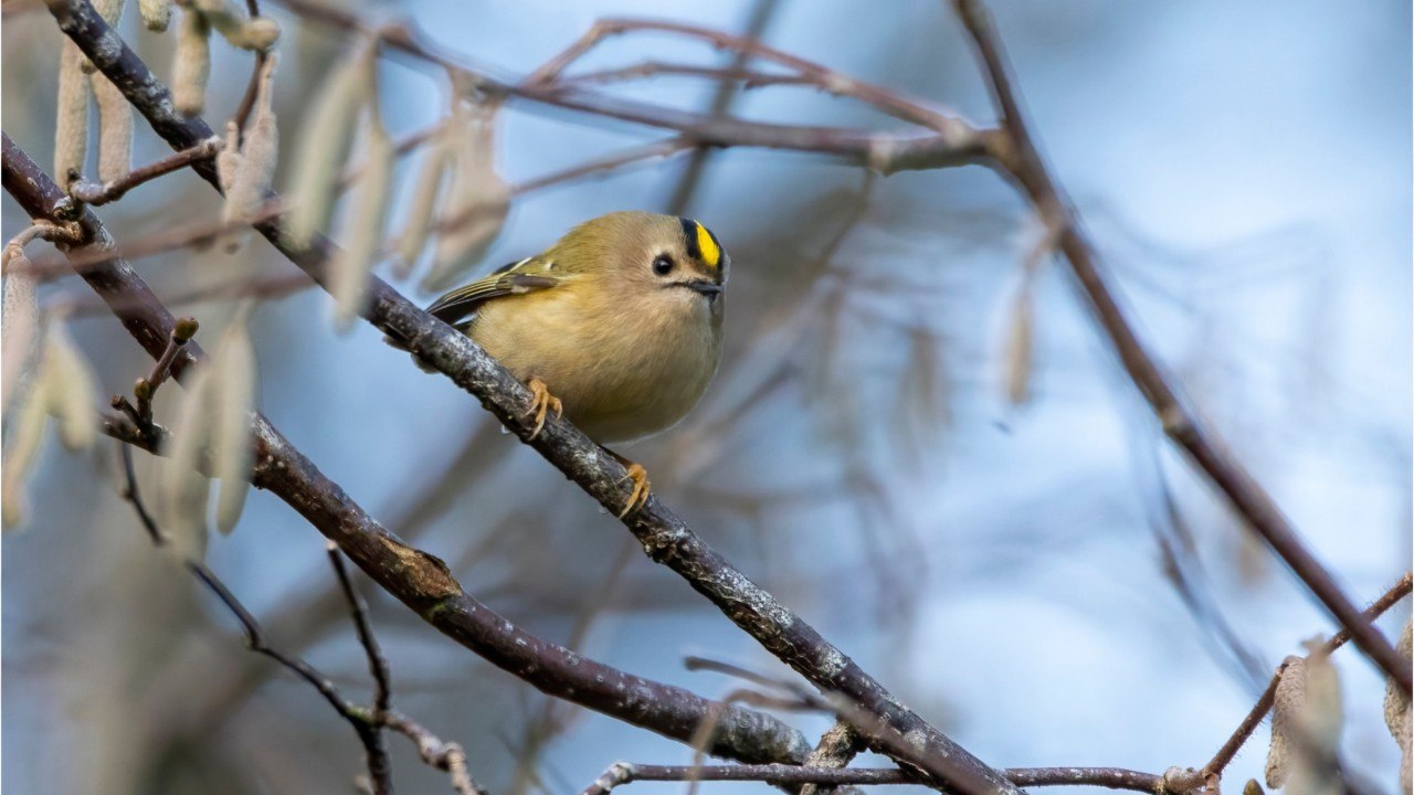 Qui est le Roitelet Huppé, le plus petit oiseau de France ?