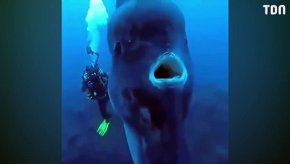 Des plongeurs font la découverte d'un poisson de 2 tonnes !