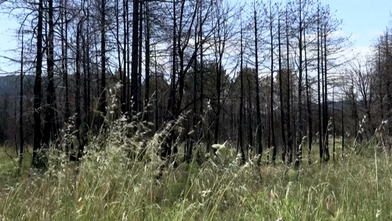 Nature makes a comeback after Greek wildfires