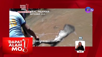 12-anyos na bata, hinablot ng buwaya sa Palawan! | Dapat Alam Mo!