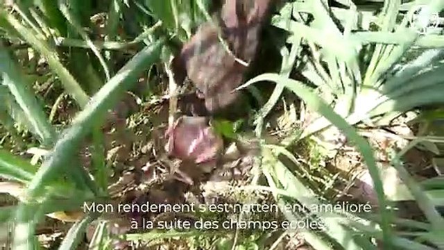 Togo- Focus sur les Champs écoles des producteurs