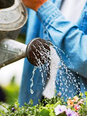 The Best Time of Day to Water Your Plants  And Why It Matters