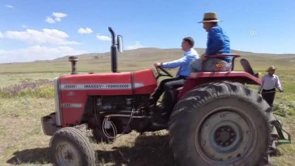 Van Valisi Ozan Balcı arazide traktörle ot biçti