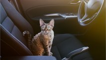 47 cats found locked in a car at a rest area in the sun