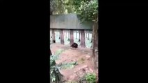 Cet Orang outan fume des clopes dans un zoo au Vietnam