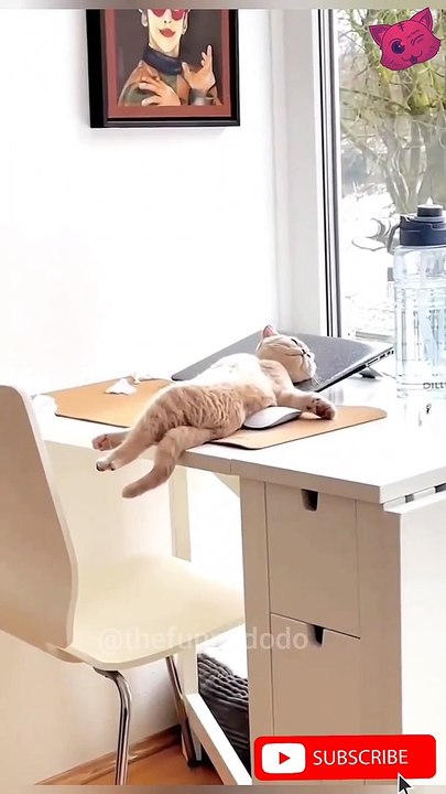 Funniest animal videos ever 2022 #shorts #animals #cat #funnyanimals #dog
