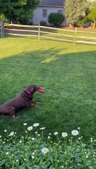 Zeus the Dog Knows How to Get Frisby Time While Mowing