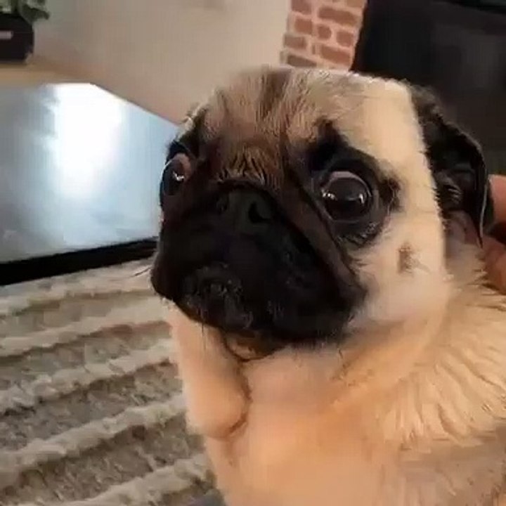 Dog funny video