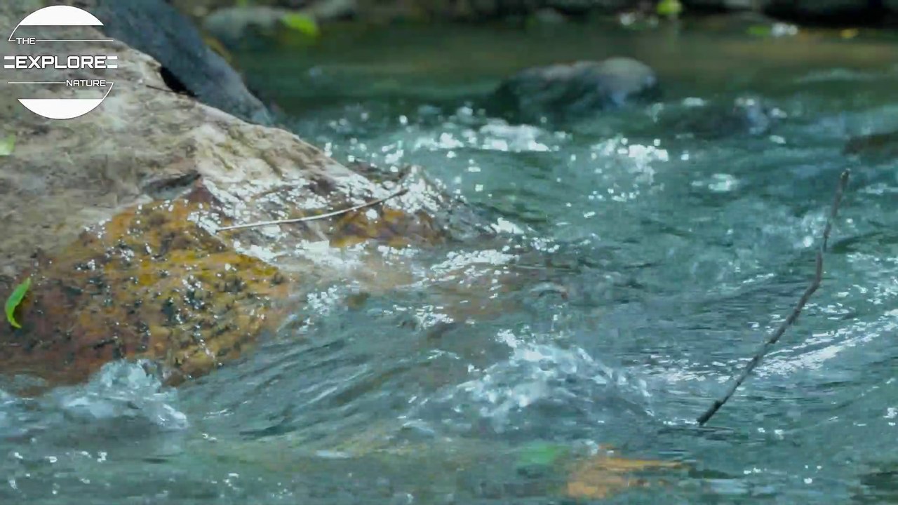 SOLO CAMPING IN THE FOREST | RELAX WITH THE SOUNDS OF NATURE | BBQ | ASMR