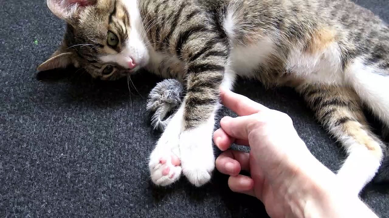 A Claw-er Mouse Hunting Strategy