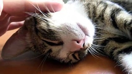 A Purr-fect Cat Life