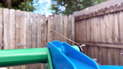 Stick Mantis Eating a Fly