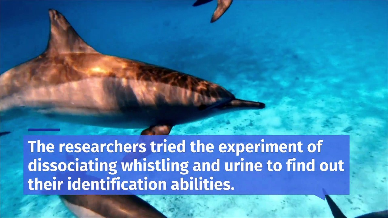 How do dolphins recognize each other?