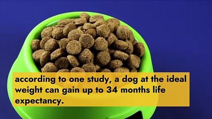 How to increase the life expectancy of your pet?