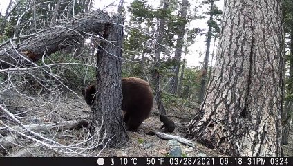 Bear Teaches Cubs to Climb