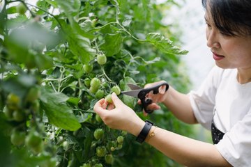 Increase Your Tomato Harvest with These 6 Pruning Tips