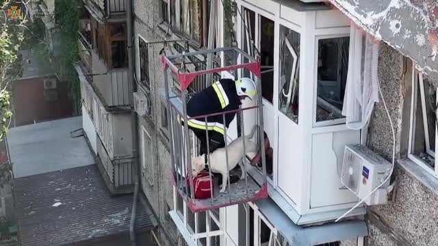 Rescatan a un perro entre los escombros en Mykolaiv