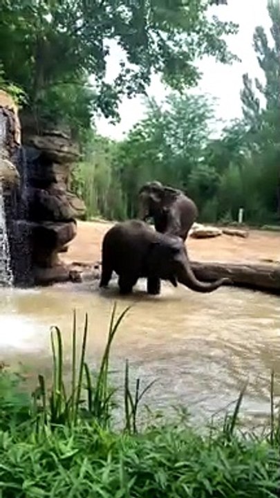 Young Elephant Has a Temper Tantrum