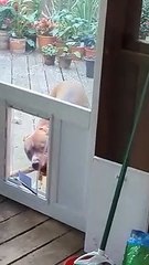 Dog Door Stick Struggles