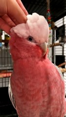 Benny the Rose-Breasted Cockatoo Asks for a Head Scratch