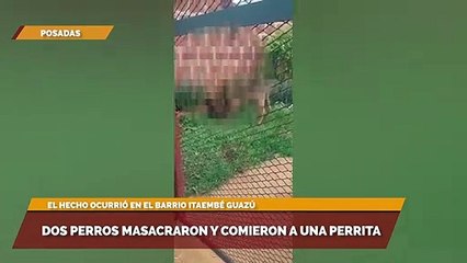 Dos perros masacraron y comieron a una perrita