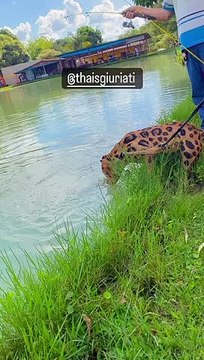 Jaguar-Dog Helps Owner Bring Fish onto Land