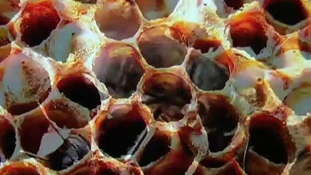 600 bee hives destroyed around NSW mid-north coast as authorities try to eradicate varroa mite.