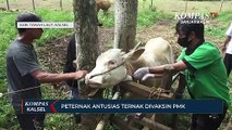 Sempat Terpaksa Potong 2 Ekor Sapi Akibat PMK, Peternak di Tanah Laut Antusias Sapinya Divaksin