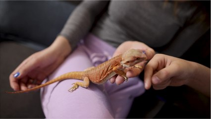 These are the worst animals to keep as pets