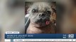 Flagstaff pup named 'world's ugliest dog' in California fair competition