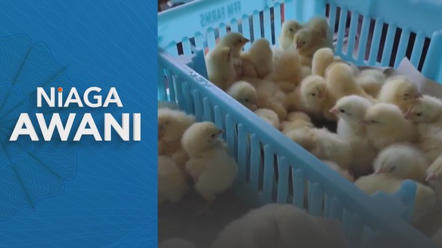 Niaga AWANI: Realiti penternak ayam depani cabaran