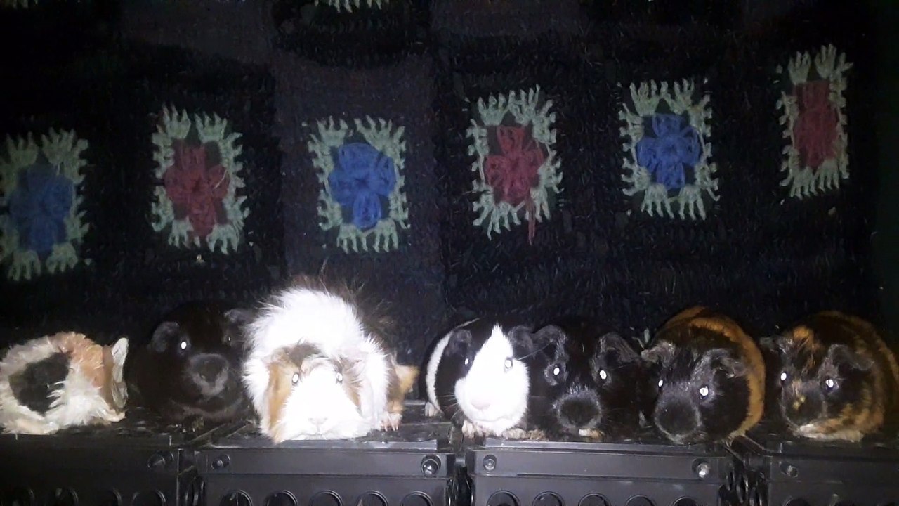 CAVIA PORCELLUS DAVID 20210627_014504