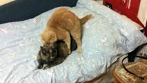 Ridiculous cats mating