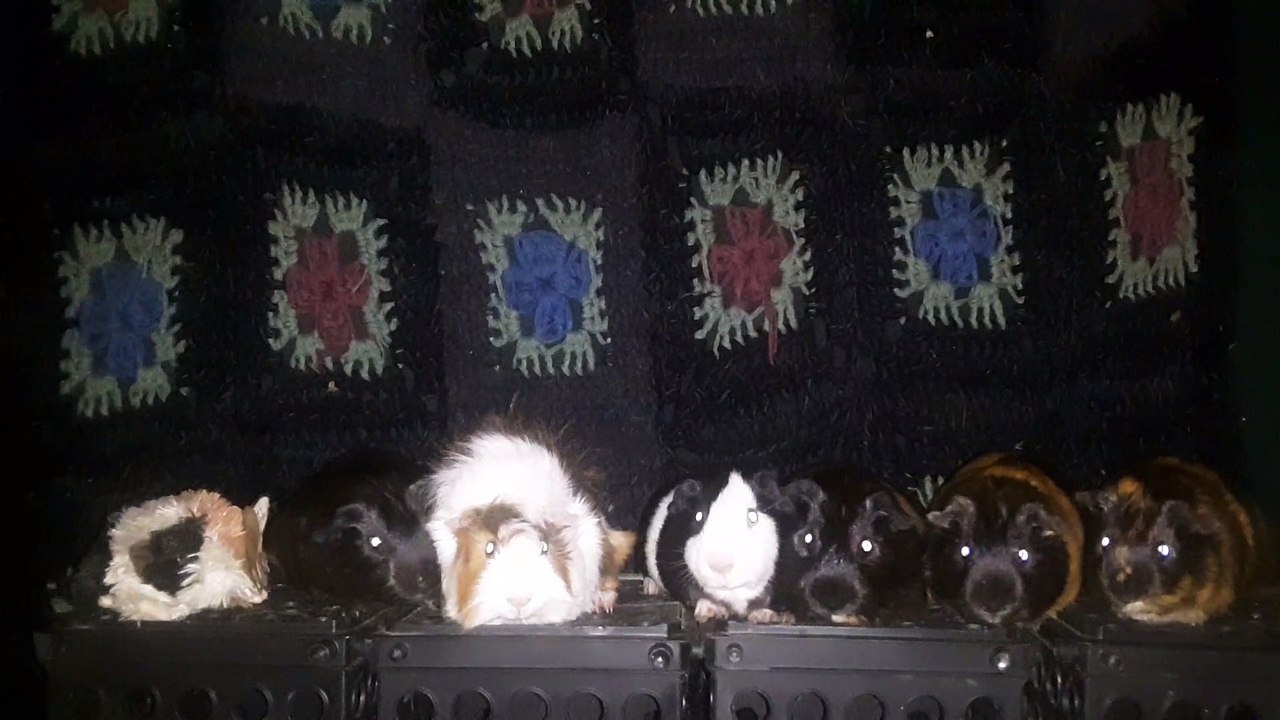 CAVIA PORCELLUS DAVID 20210627_014515